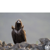 گونه کرکس سیاه Eurasian Black Vulture